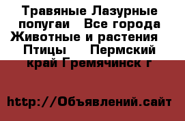 Травяные Лазурные попугаи - Все города Животные и растения » Птицы   . Пермский край,Гремячинск г.